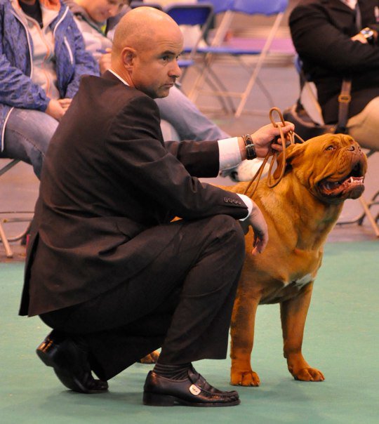 Indy Crufts 2.jpg